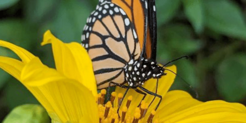 Le programme Papillon